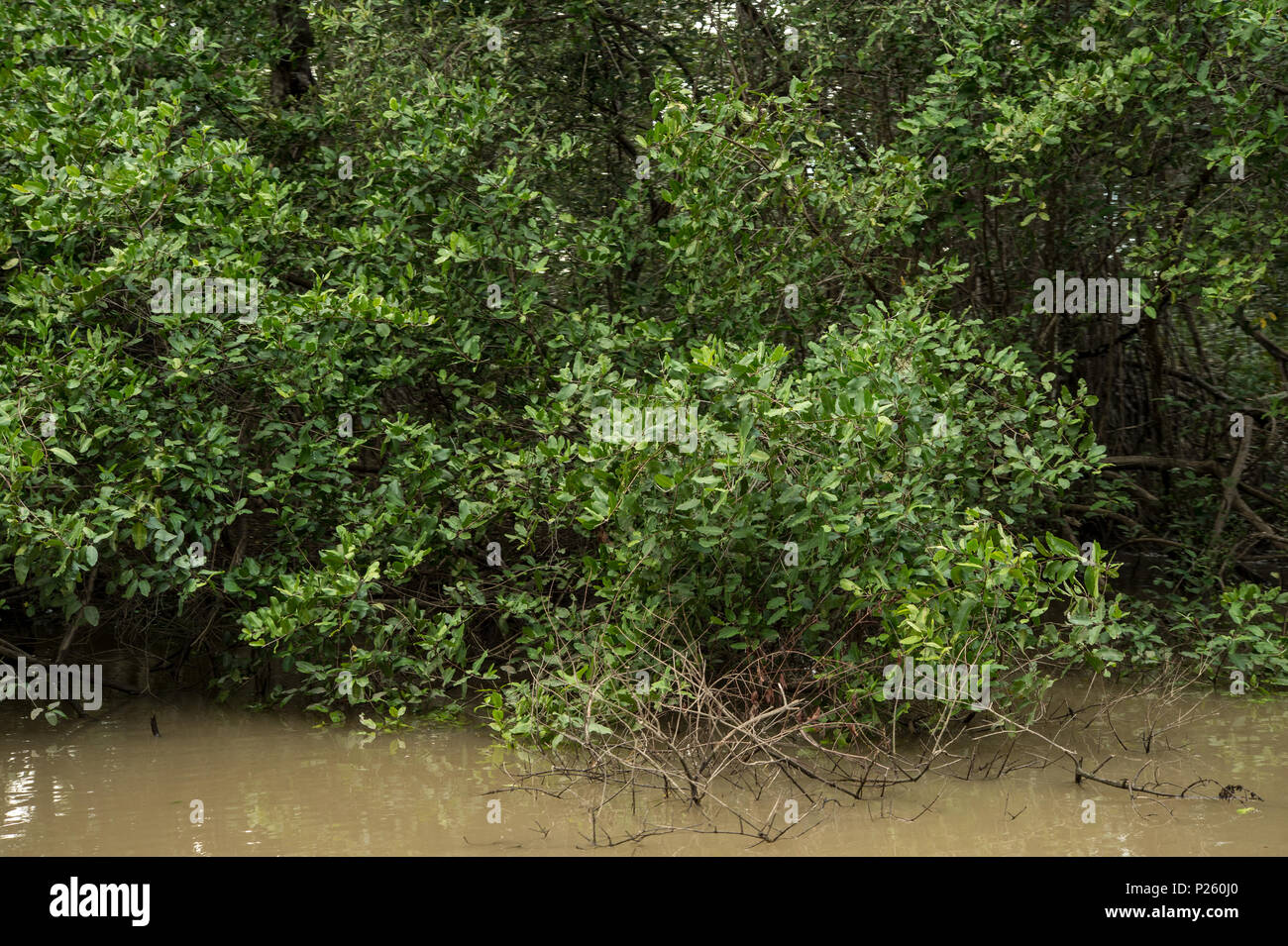 Red Mangrove, Rhizophora mangle, Rhizophoraceae, Rio Tarcoles, Costa Rica, Centroamerica Stock Photo