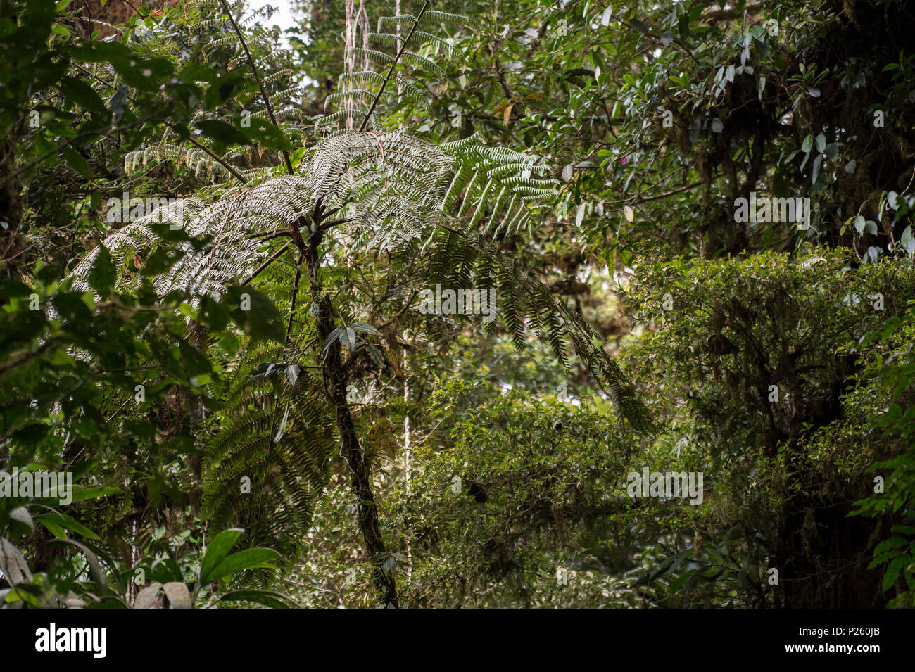 Tree Fern, Cyathea bicrenata, Cyatheaceae, Monteverde Cloud Forest Reserve, Costa Rica Stock Photo