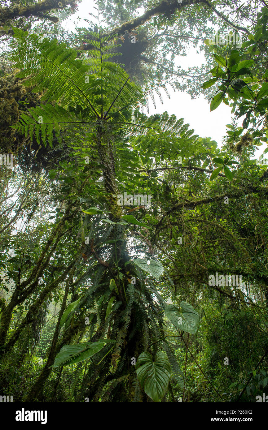 Tree Fern, Cyathea bicrenata, Cyatheaceae, Santa Elena Cloud Forest Reserve, Costa Rica, Centroamerica Stock Photo