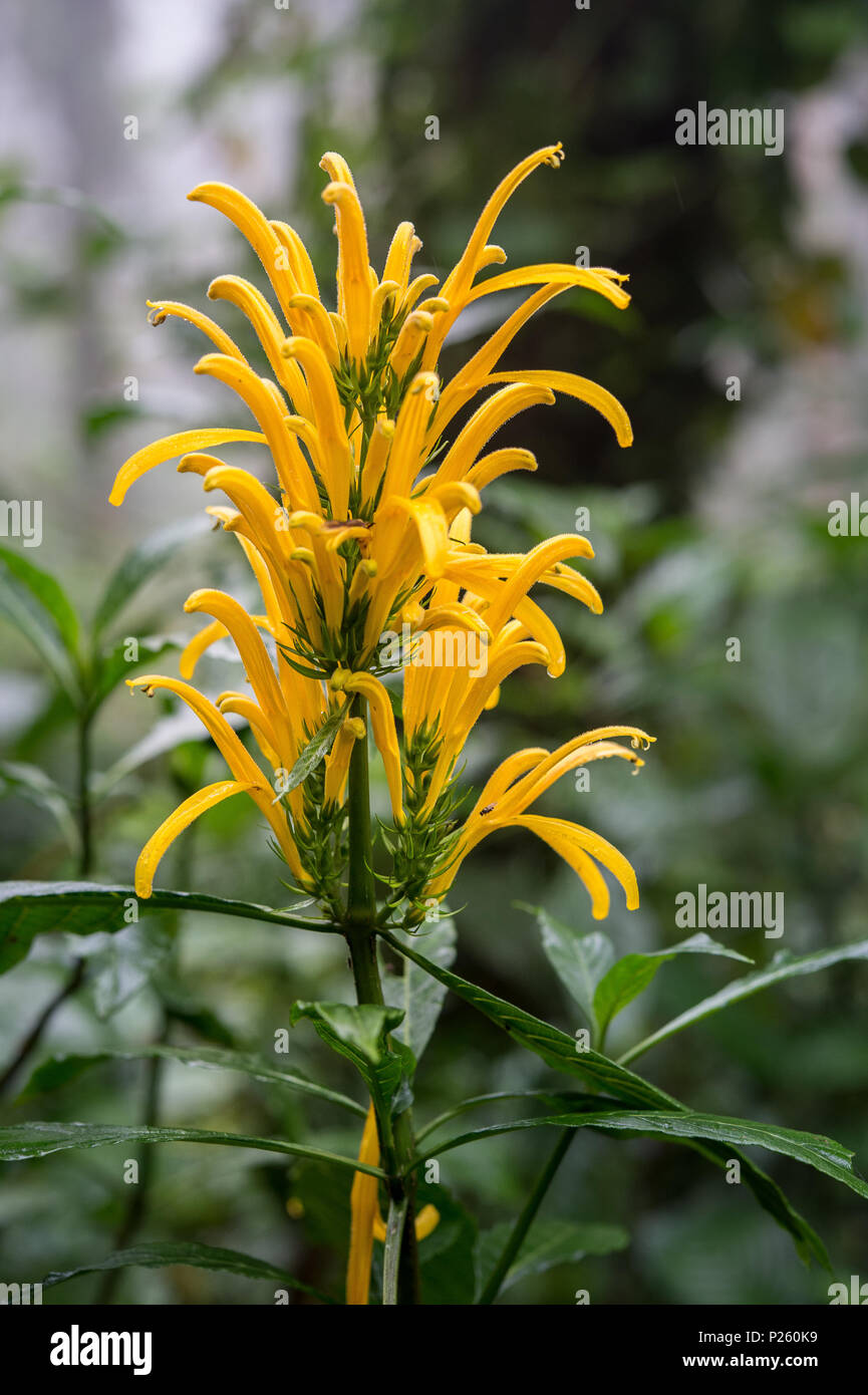 Flower of Jacobina flowers, Justicia aurea,  Acanthaceae, Santa Elena Cloud Forest Reserve, Costa Rica, Centroamerica Stock Photo