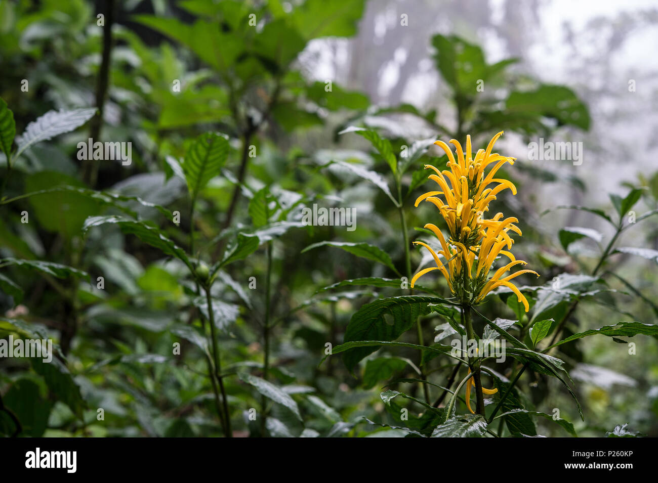 Flower of Jacobina flowers, Justicia aurea,  Acanthaceae, Santa Elena Cloud Forest Reserve, Costa Rica, Centroamerica Stock Photo
