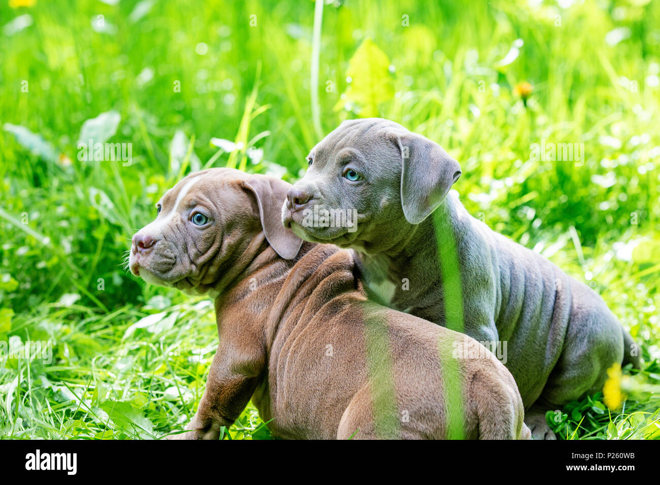 Cute little dogs sitting among yellow flowers in green grass in the ...