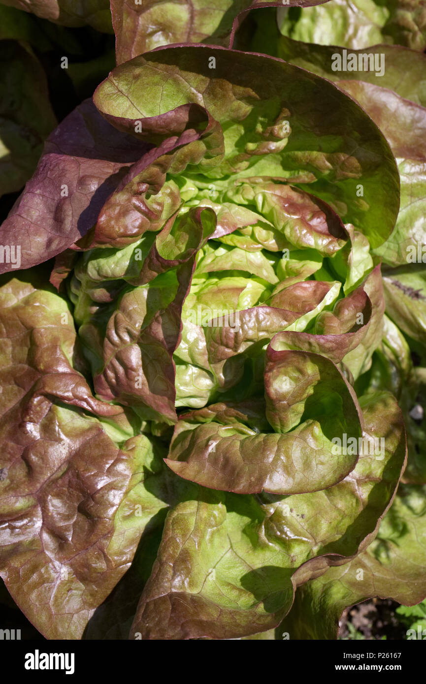 Lactuca sativa, Lettuce 'Marvel of Four Seasons'. Stock Photo