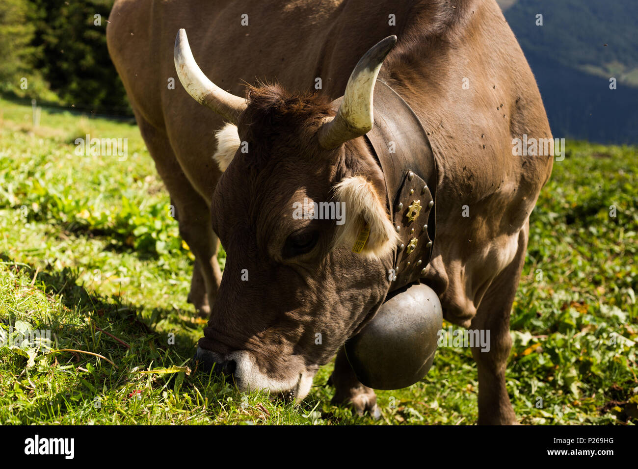 Riederalp, Switzerland, grazing cow Stock Photo