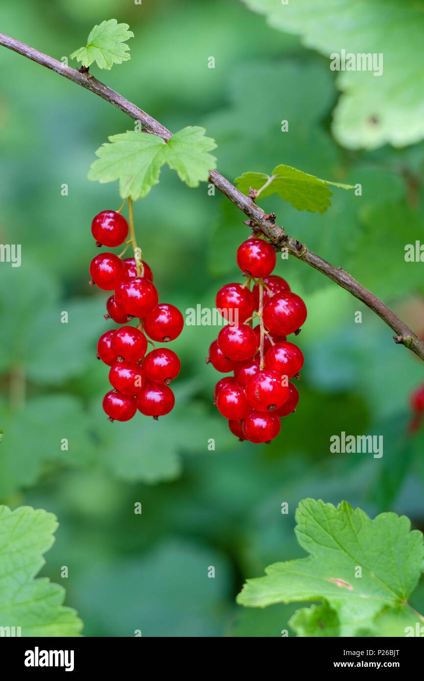 mellow red currants on the shrub, blurred green background Stock Photo