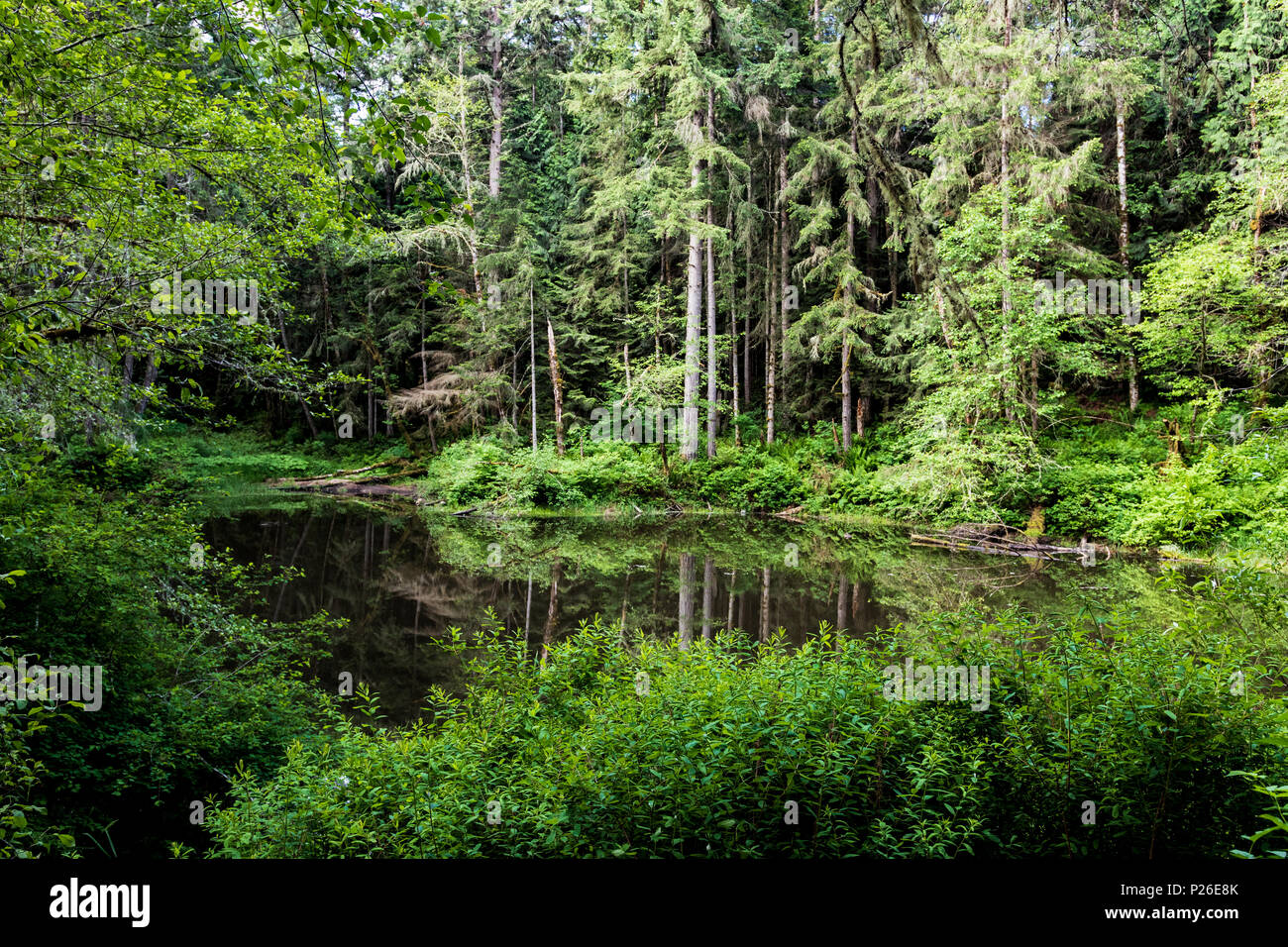 Forest pond with lush green spring overgrowth and reflection of trees
