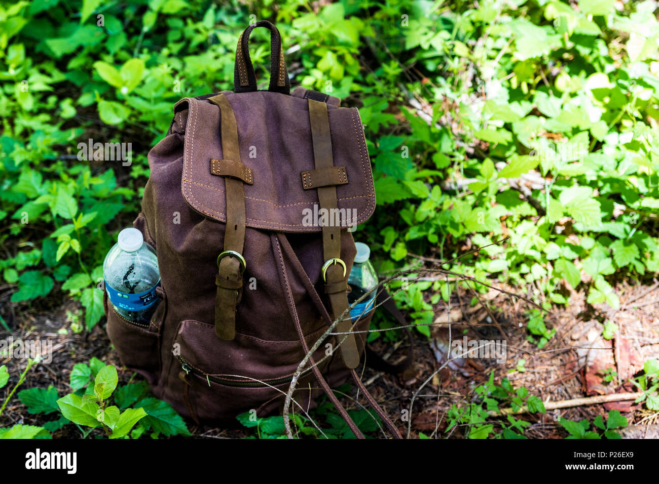 Lush green forest floor hi-res stock photography and images - Alamy