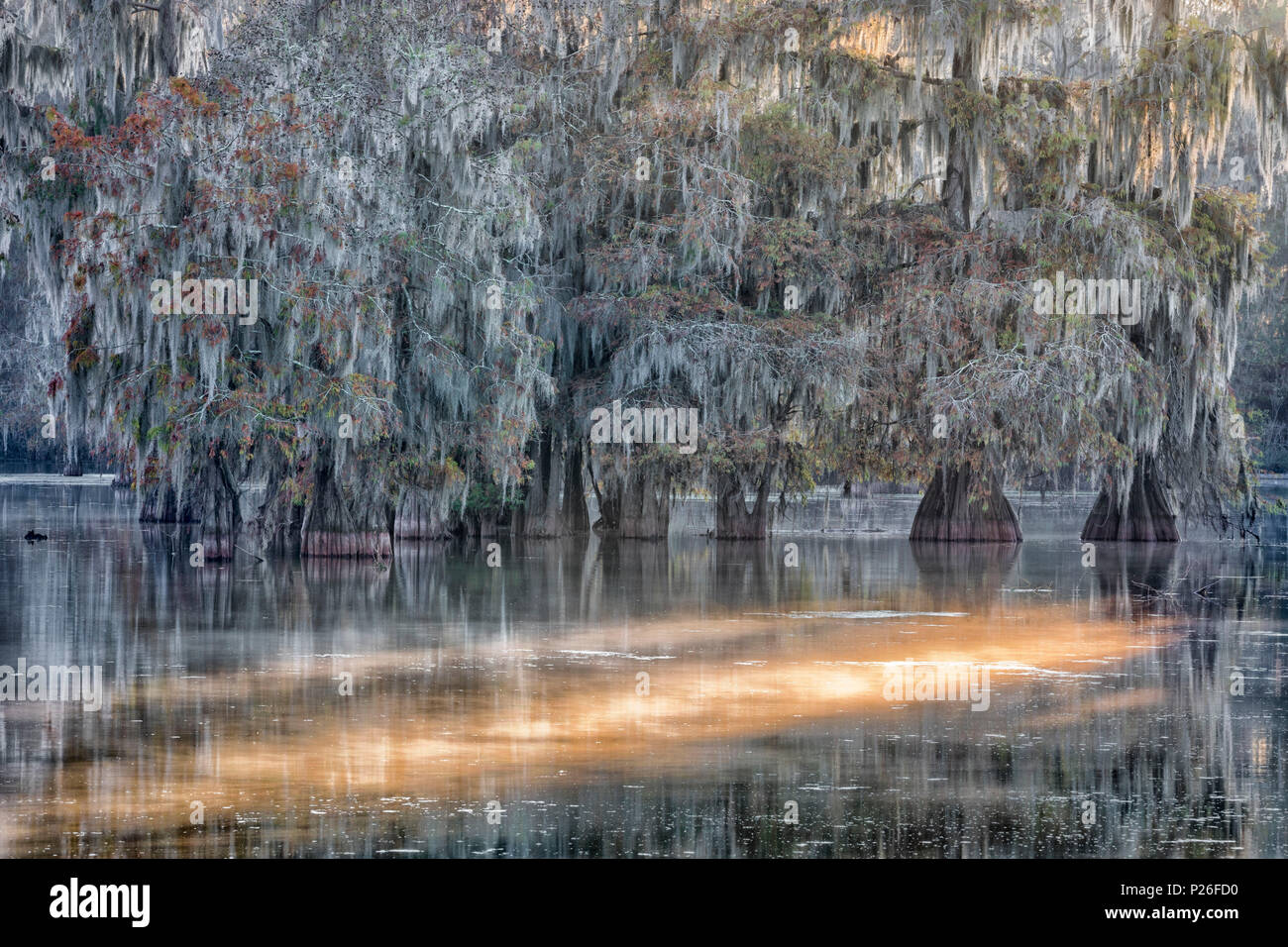 Taxodium distichum, Bald Cypress, Lake Martin, Atchafalaya Basin, Breaux Bridge, Louisiana, United States Stock Photo