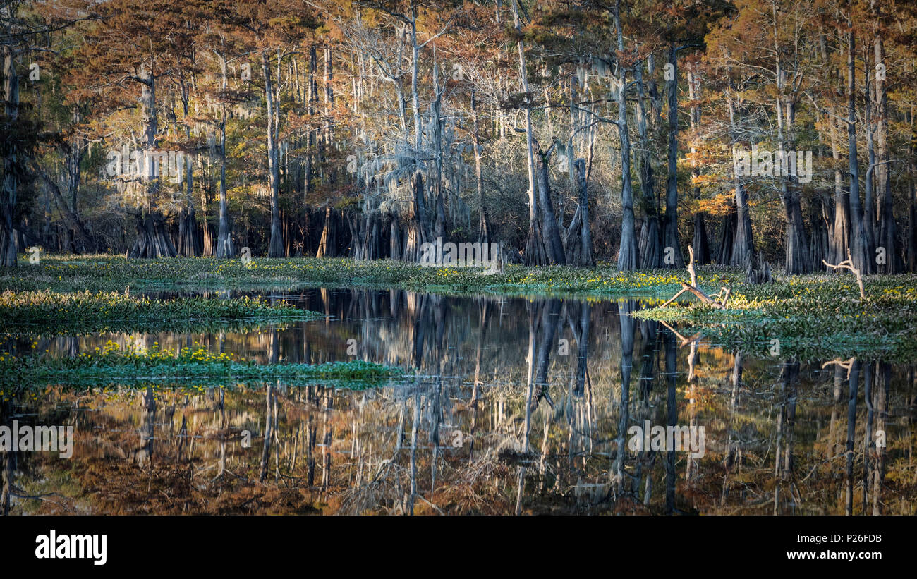 Bayou in Atchafalaya river, Plaquemine, Atchafalaya Basin, Louisiana