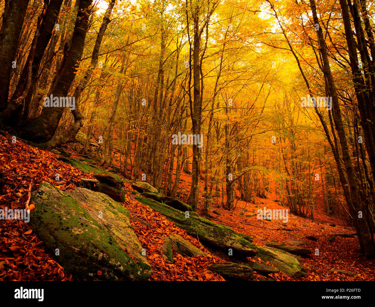 Autumn forest, Apuan alps, Versilia, Lucca province, Tuscany, Italy, Europe Stock Photo