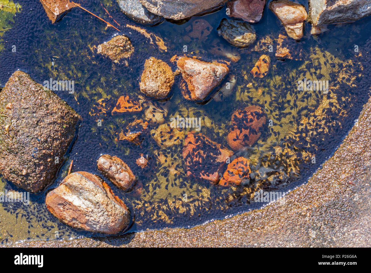 Hundreds of tadpoles or toadpoles collect in one inch of rainwater in solid rock, Castle Rock Colorado US. Eggs most likely from toad- Woodhouse Toad. Stock Photo