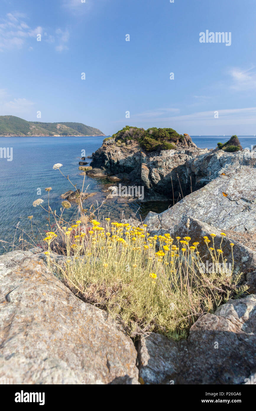 Islands wildflowers yellow hires stock photography and images Alamy