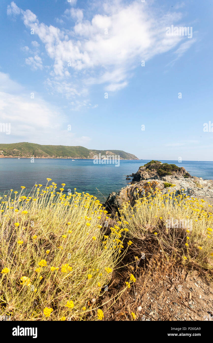 Islands wildflowers yellow hires stock photography and images Alamy