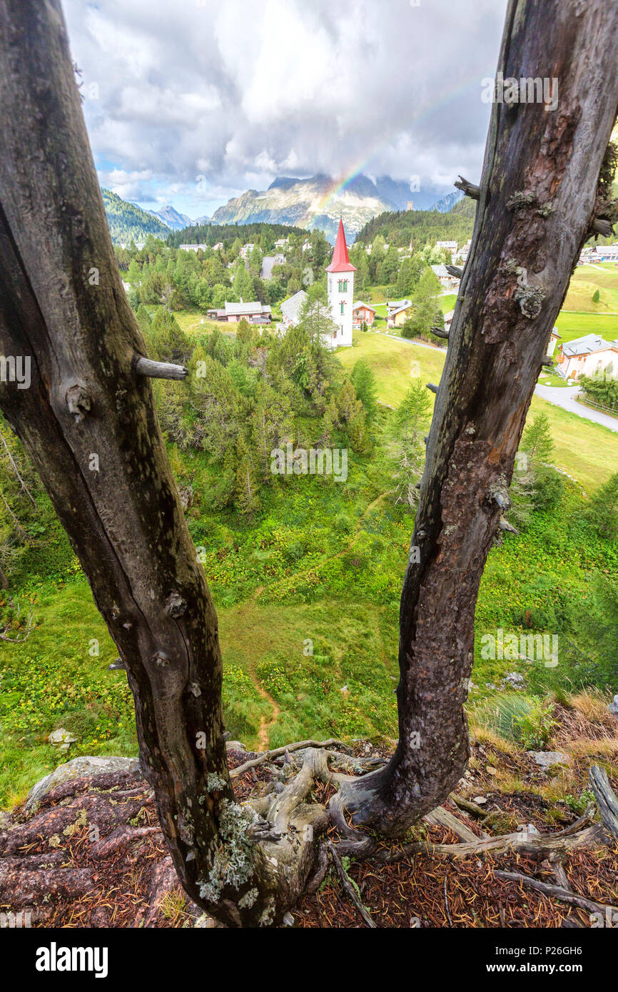 Tree trunks frame the Chiesa Bianca, Maloja, Bregaglia Valley, Canton of Graubunden, Engadin, Switzerland Stock Photo