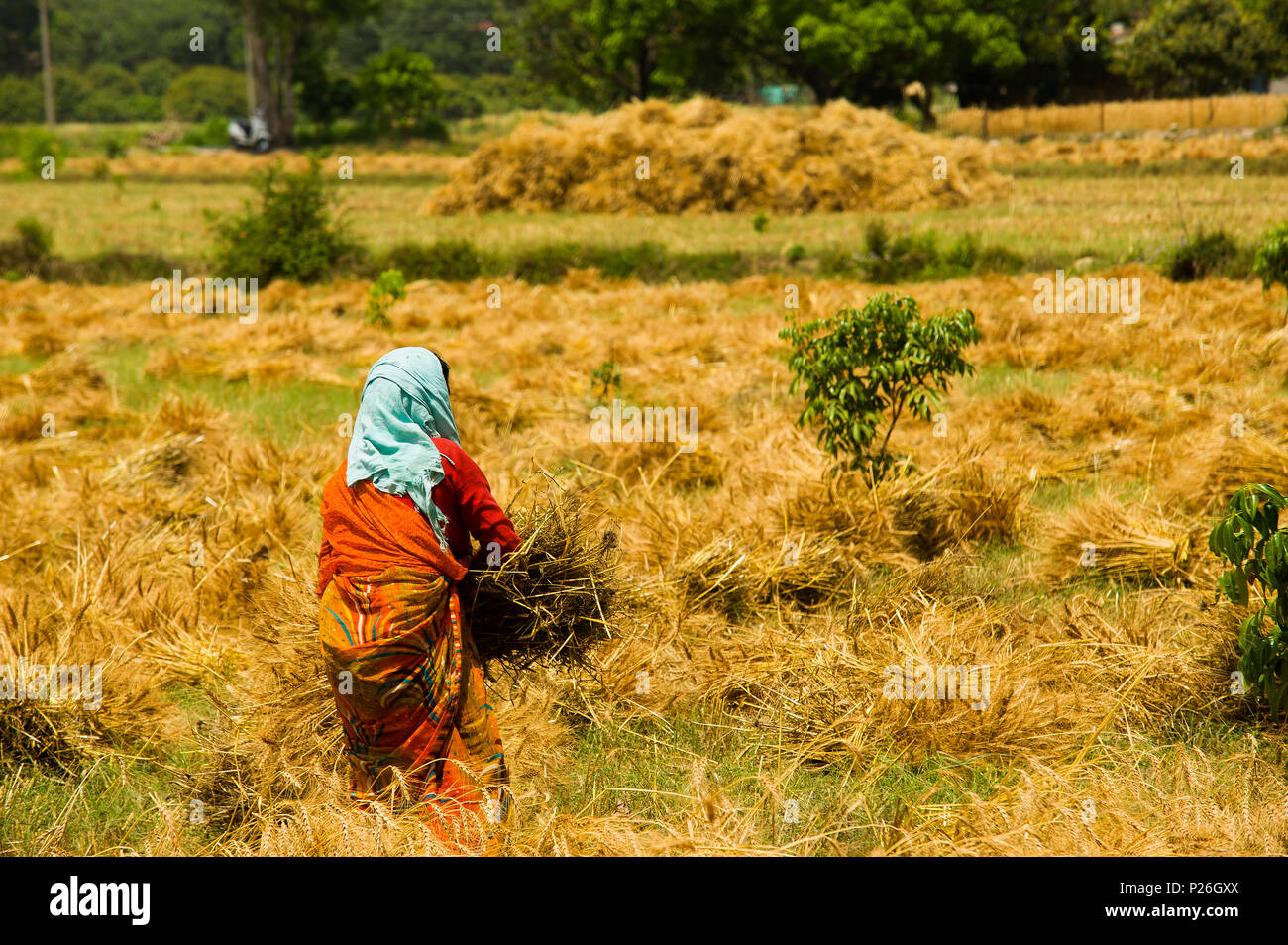 Indian woman working hi-res stock photography and images - Alamy