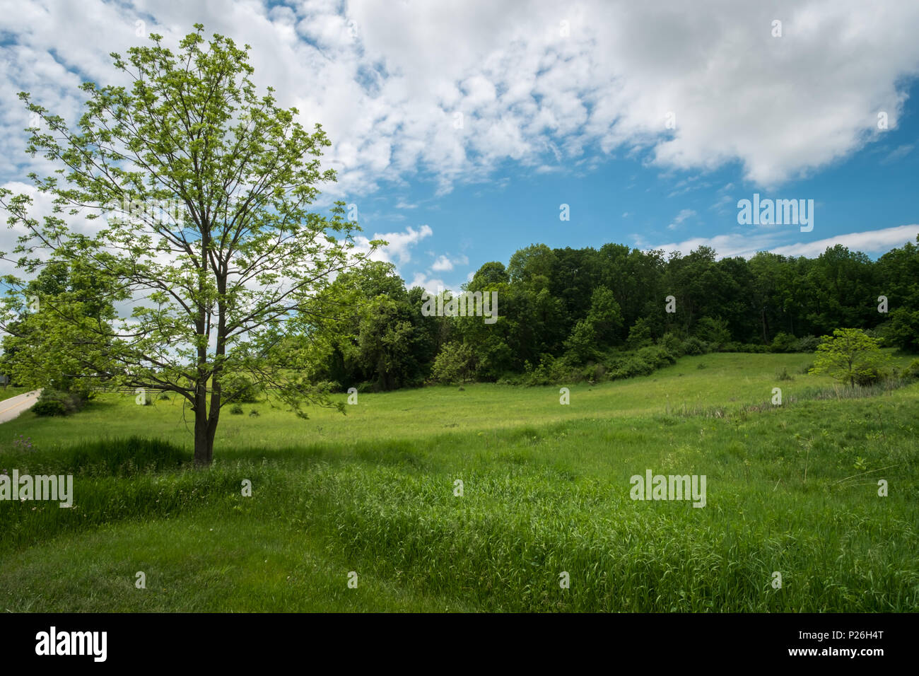 Early spring trees begin to bud in field landscape Stock Photo Alamy