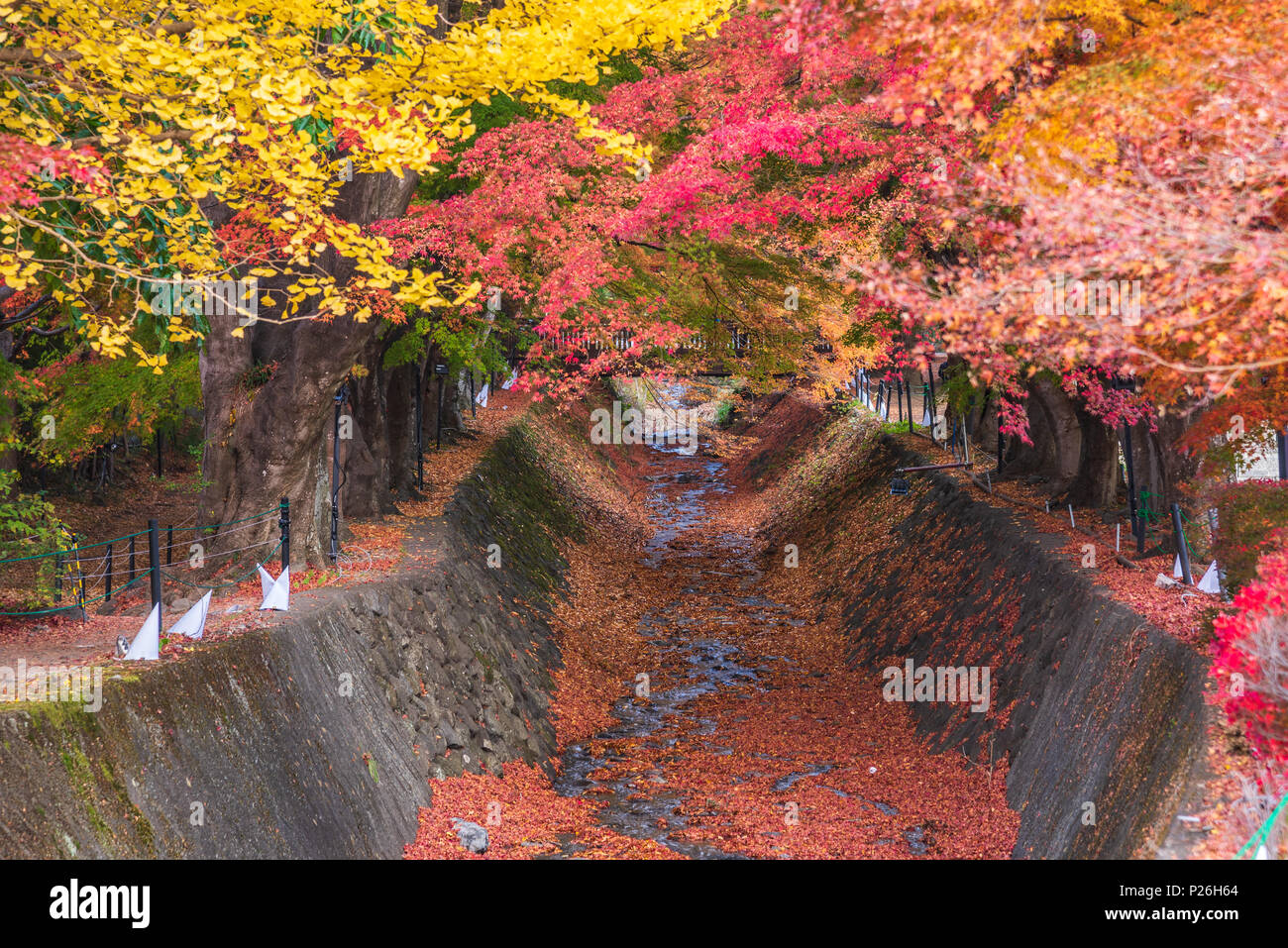 Maple Corridor Momiji Tunnel In Autumn Season At Kawaguchi Japan Stock Photo Alamy