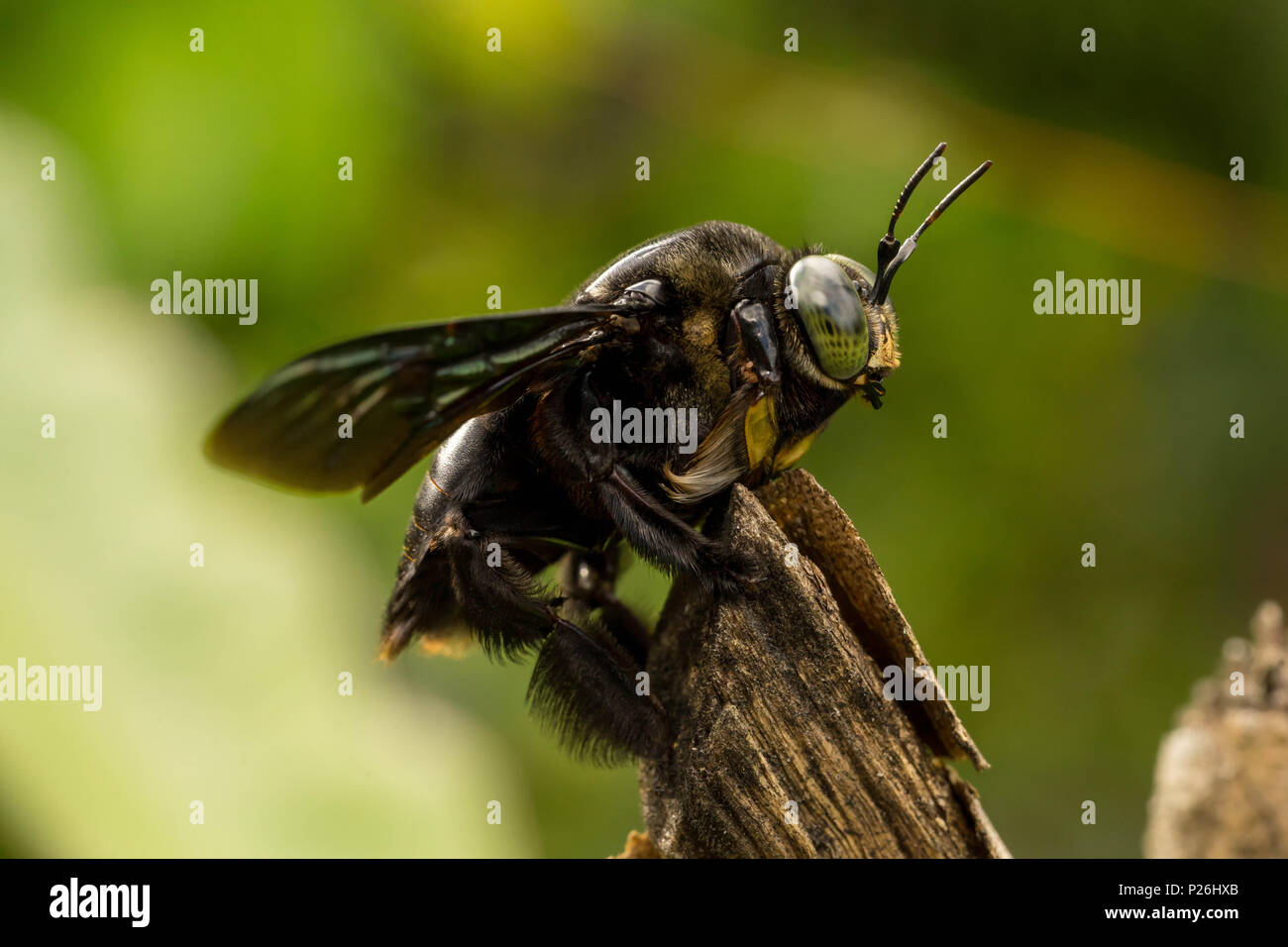 Black bumble bee resting on tree branch Stock Photo