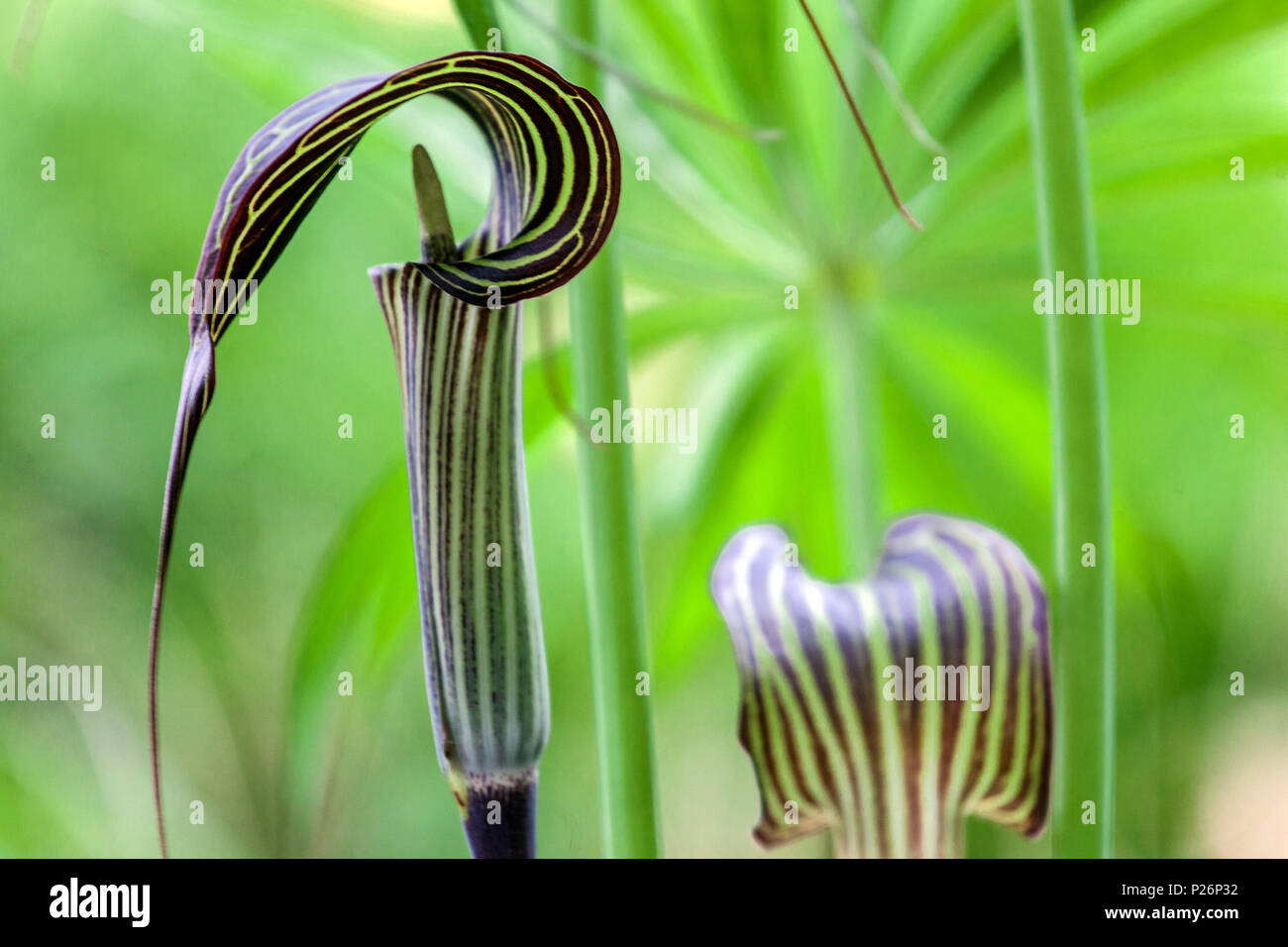 Arisaema ciliatum 'Liubaene', Cobra lilies Stock Photo