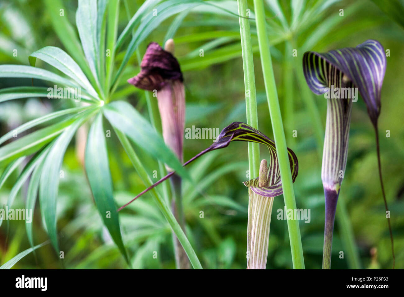 Arisaema ciliatum 'Liubaene', Cobra lilies Stock Photo