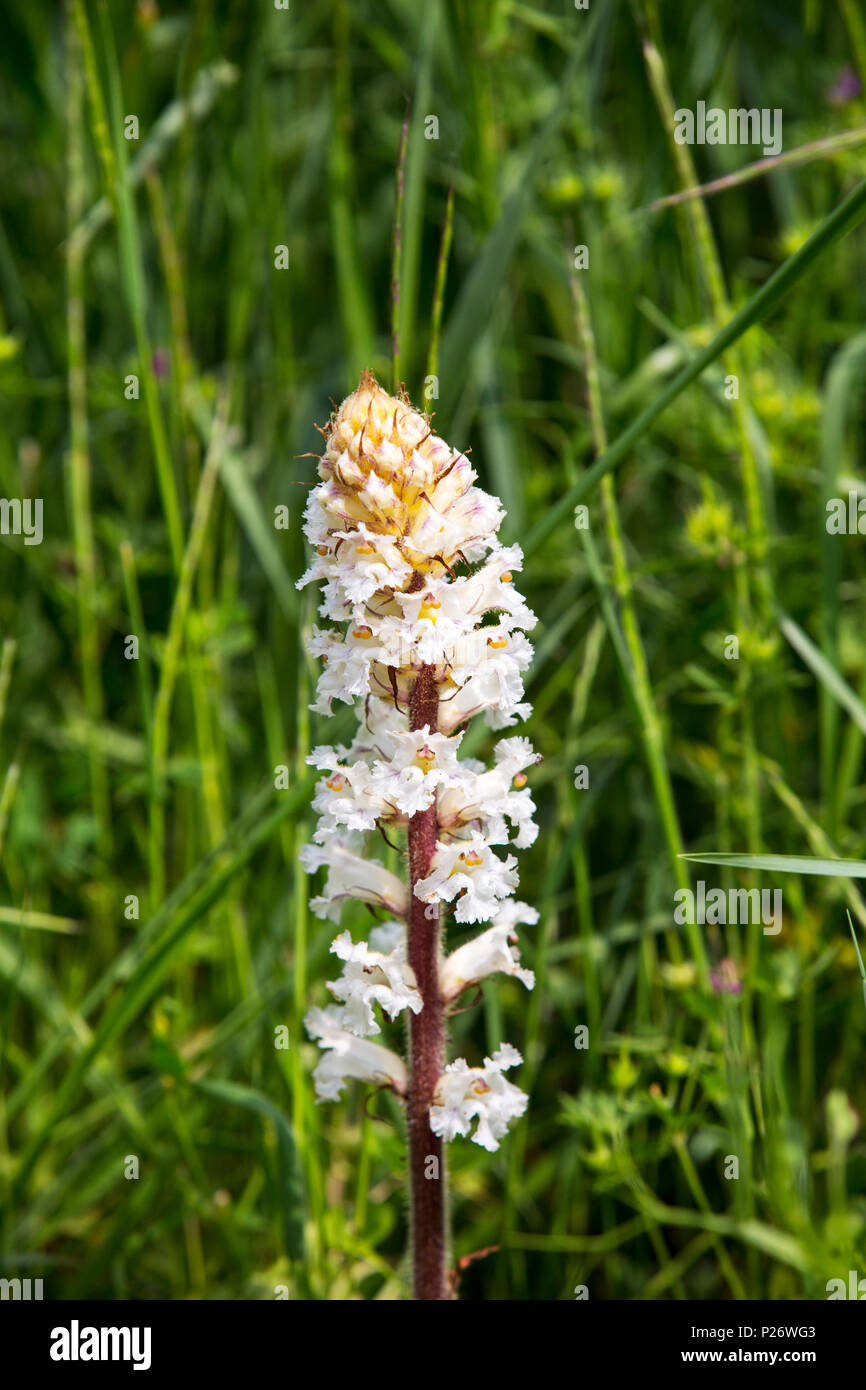 Bean Broomrape, Orobanche crenata a parasitic plant of the Faba Bean, growing in northern Spain. Stock Photo