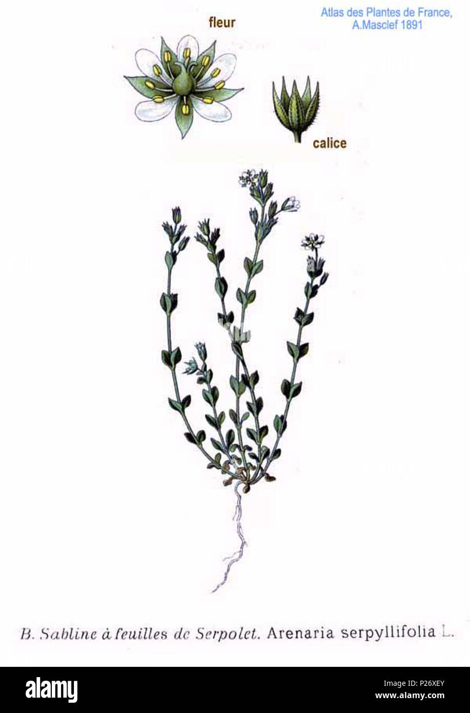 . Arenaria serpyllifolia L. 31 January 2001.   Amédée Masclef  (1858–)    Alternative names Masclef  Description French botanist  Date of birth/death 1858 19..  Authority control  : Q18507759 VIAF: 233362923 ISNI: 0000 0003 6776 1587 LCCN: n88663684 Botanist: Masclef SUDOC: 035266805 WorldCat 22 Arenaria serpyllifolia L Stock Photo