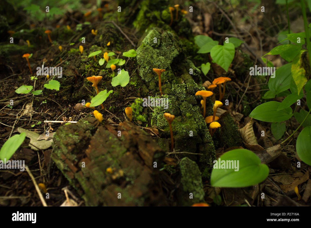 Small False Chanterelle wild mushroom grows in moss Stock Photo Alamy