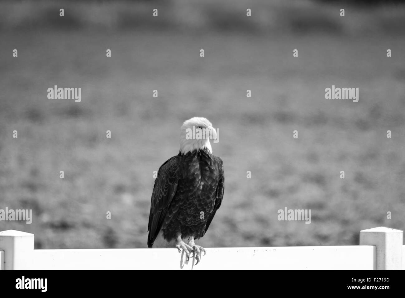 A Bald Eagle Perched On A Fence Stock Photo - Alamy