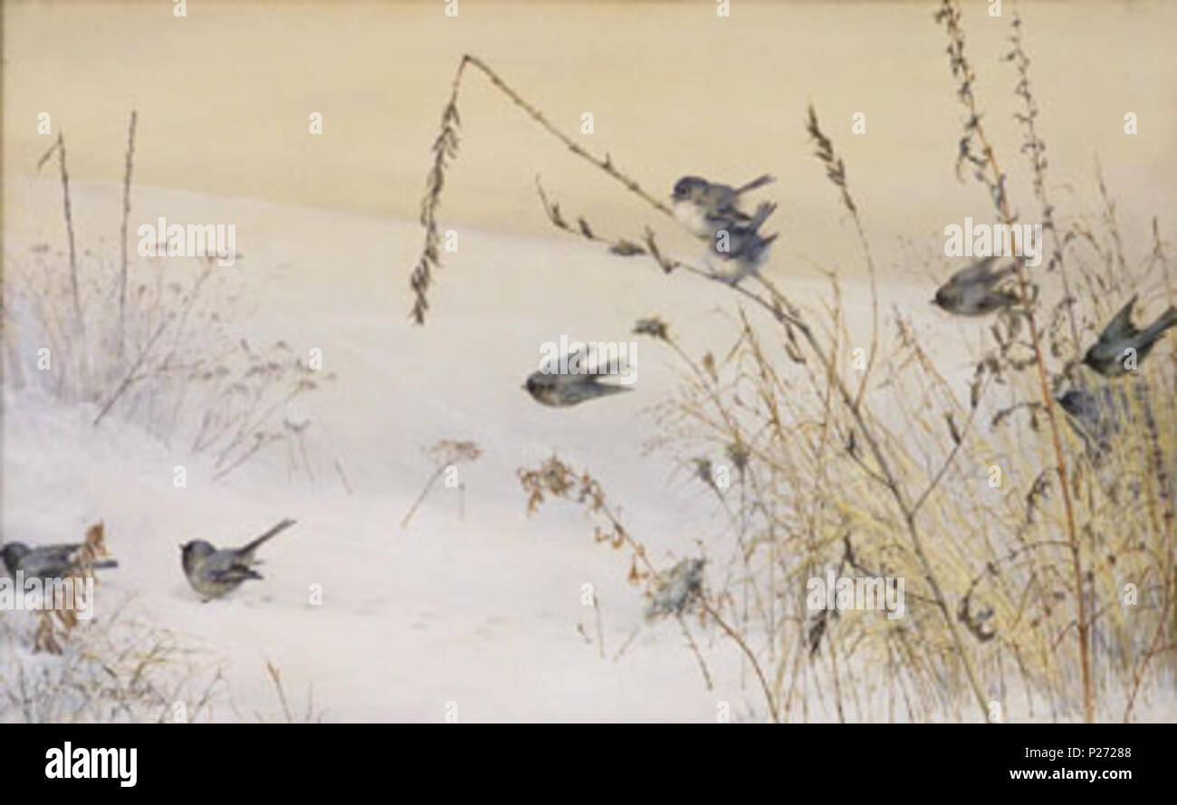 . Swallows in the Snow (though birds depicted are not swallows). Watercolor 45 × 72 cm. 1906.   Fidelia Bridges  (1834–1923)     Description American painter  Date of birth/death 19 May 1834 14 May 1923  Location of birth/death Salem Canaan, Connecticut  Authority control  : Q5446751 VIAF: 13705861 ULAN: 500009974 LCCN: n84041157 RKD: 12547 WorldCat 44 Bridges SwallowsInSnow Stock Photo