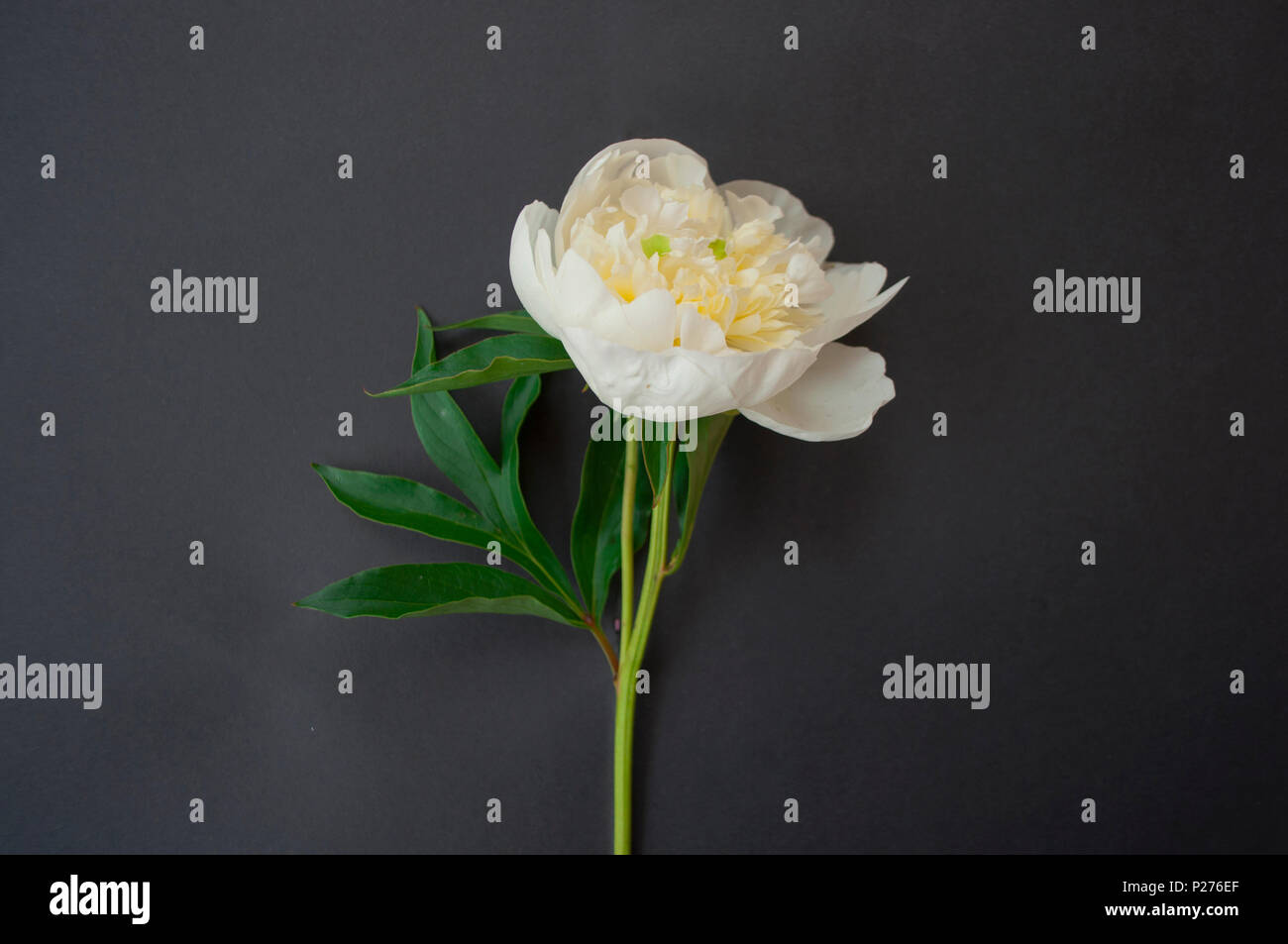 Top view of a beautiful white peony on contrast black background with ...