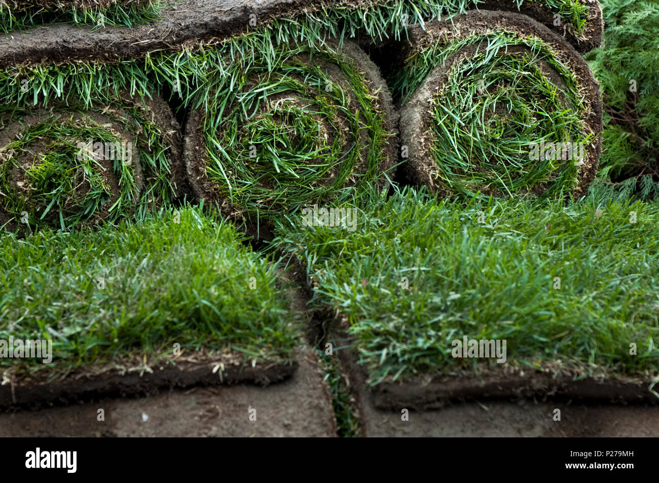 Sod Rolls displayed for an Instant Green Grass Lawn Stock Photo