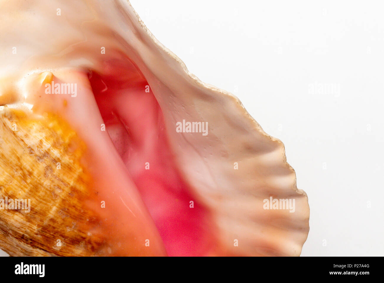 Dry gigantic sea shell. Soft surface inside, rough and textured on the outside. Stock Photo