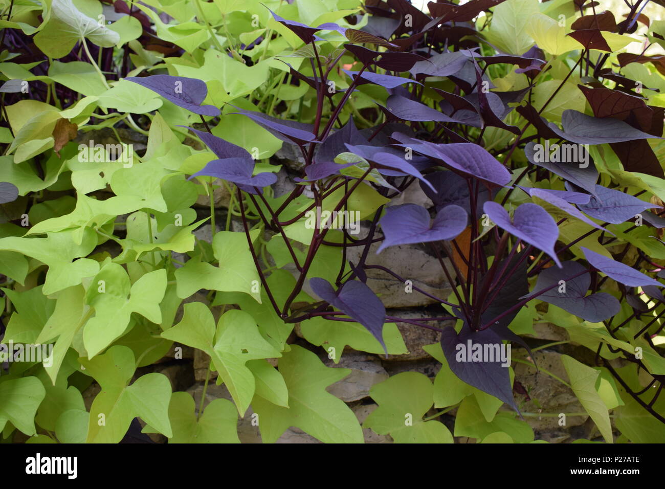Natural tropical plant photo hi-res stock photography and images - Alamy