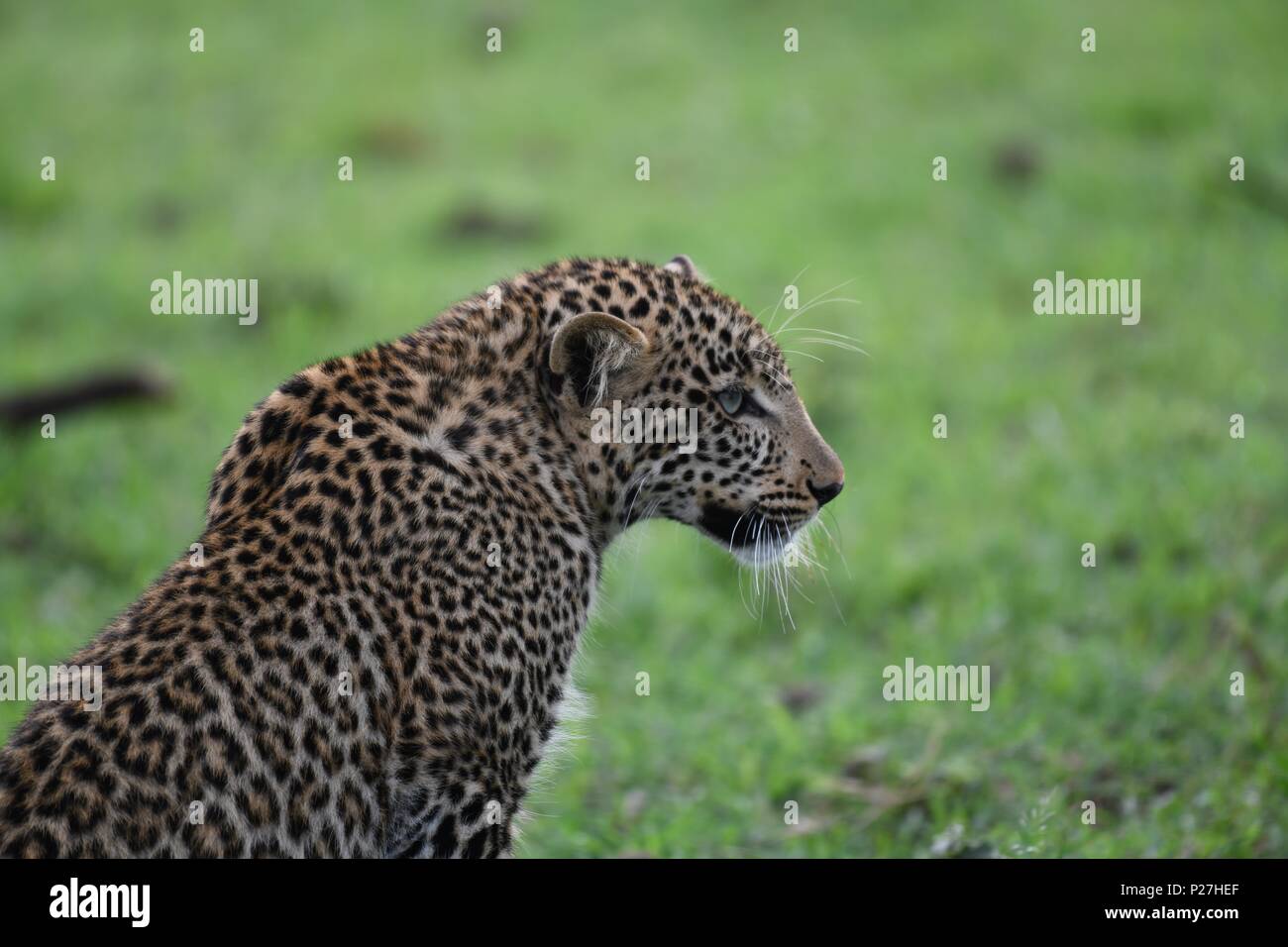 Picture of female leopard on branch hi-res stock photography and images