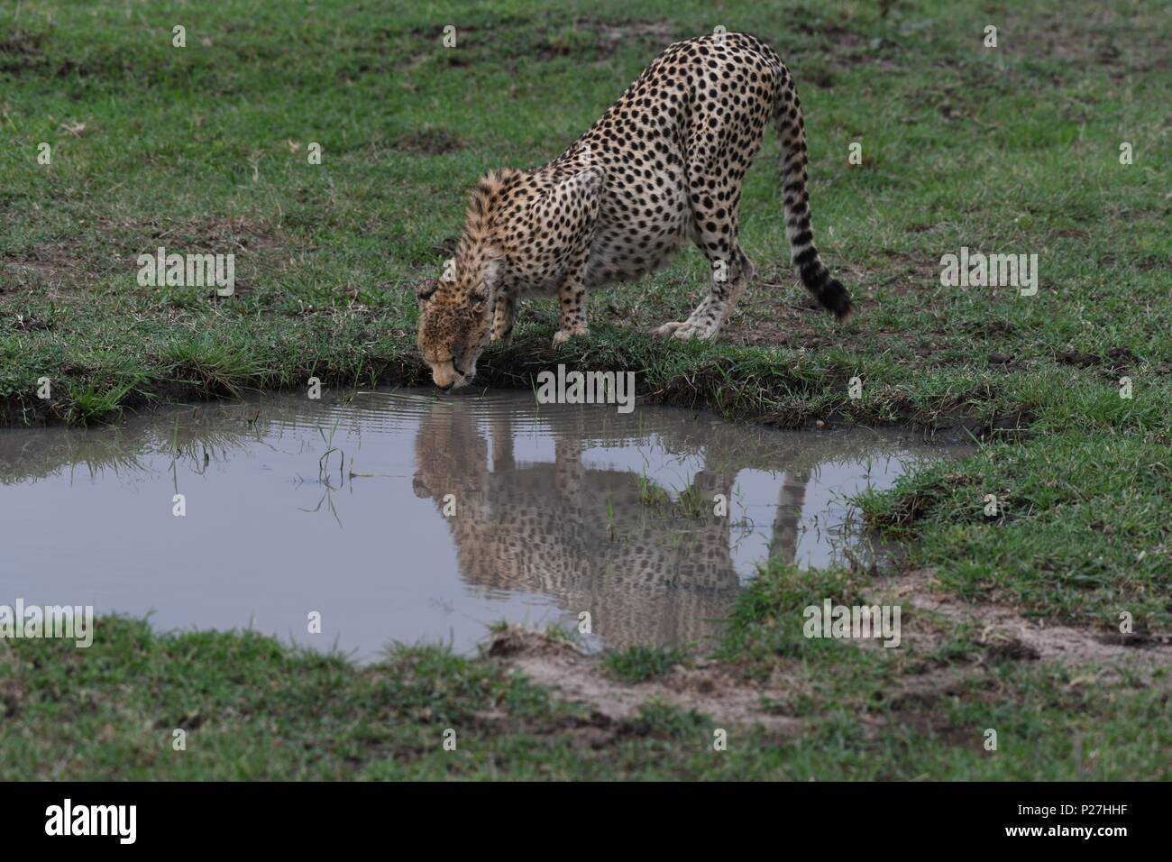 Pregnant cheetah looking hires stock photography and images Alamy