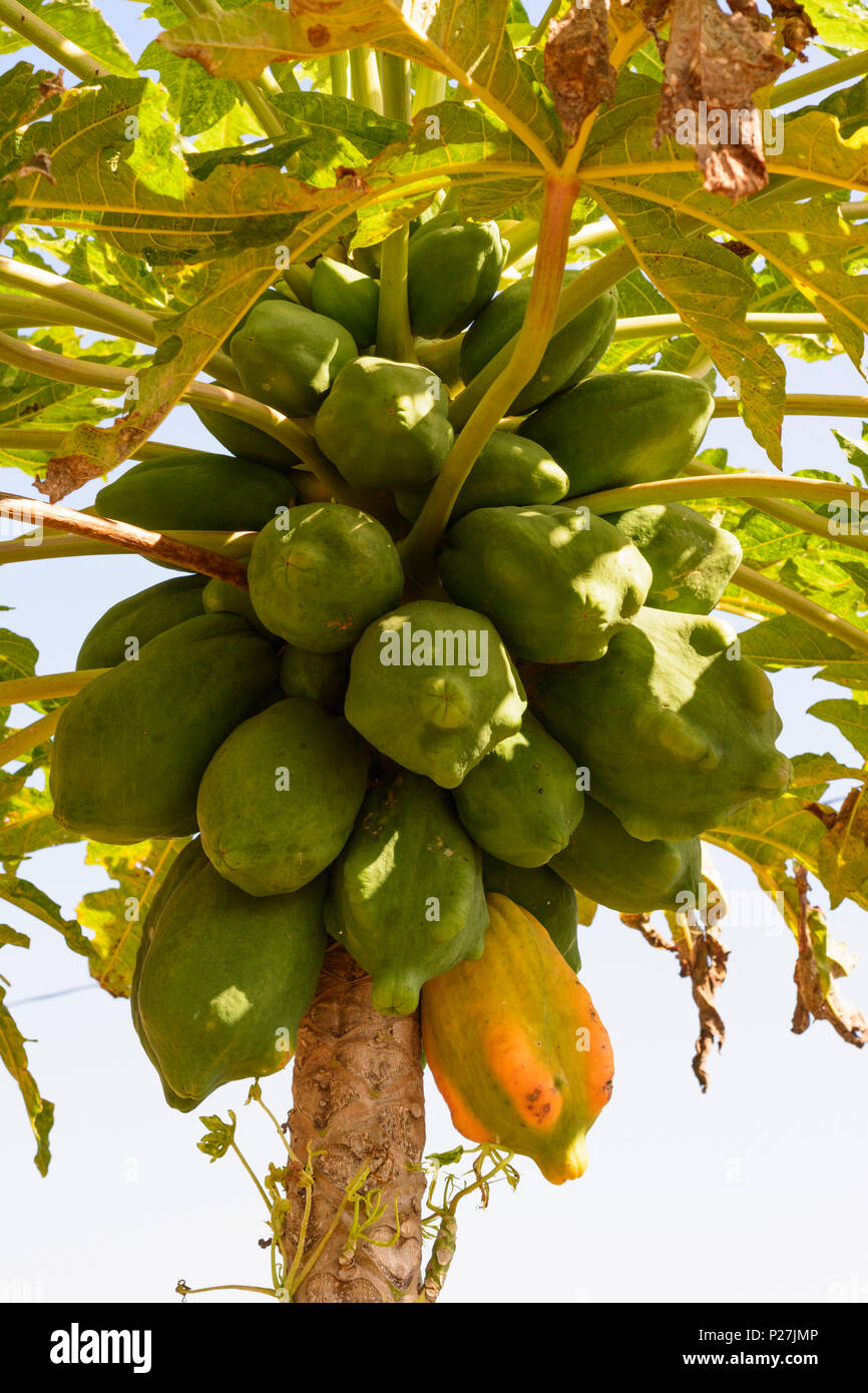 Kalaw, papaya tree, Shan State, Myanmar (Burma Stock Photo Alamy