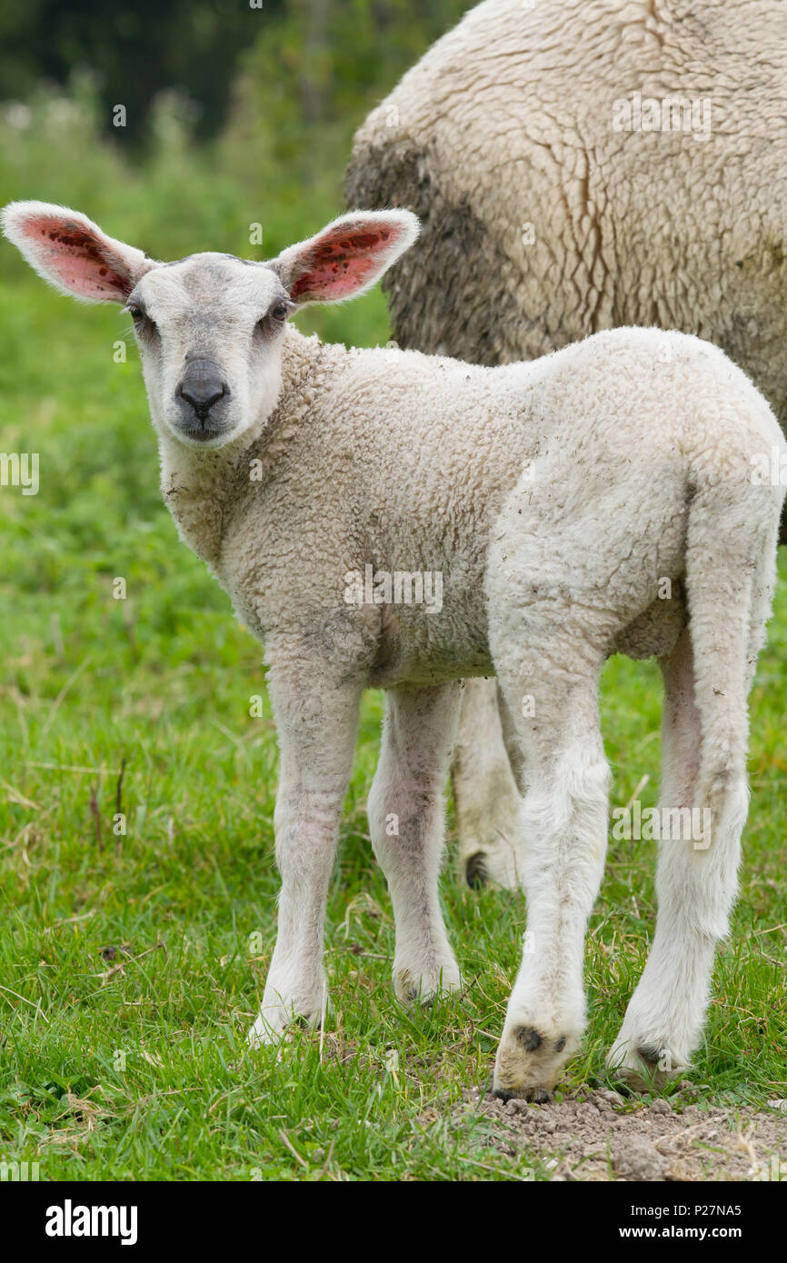 Boulonnais lamb Stock Photo