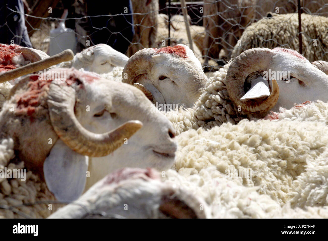 Eid Al Adha Stock Photos & Eid Al Adha Stock Images - Alamy