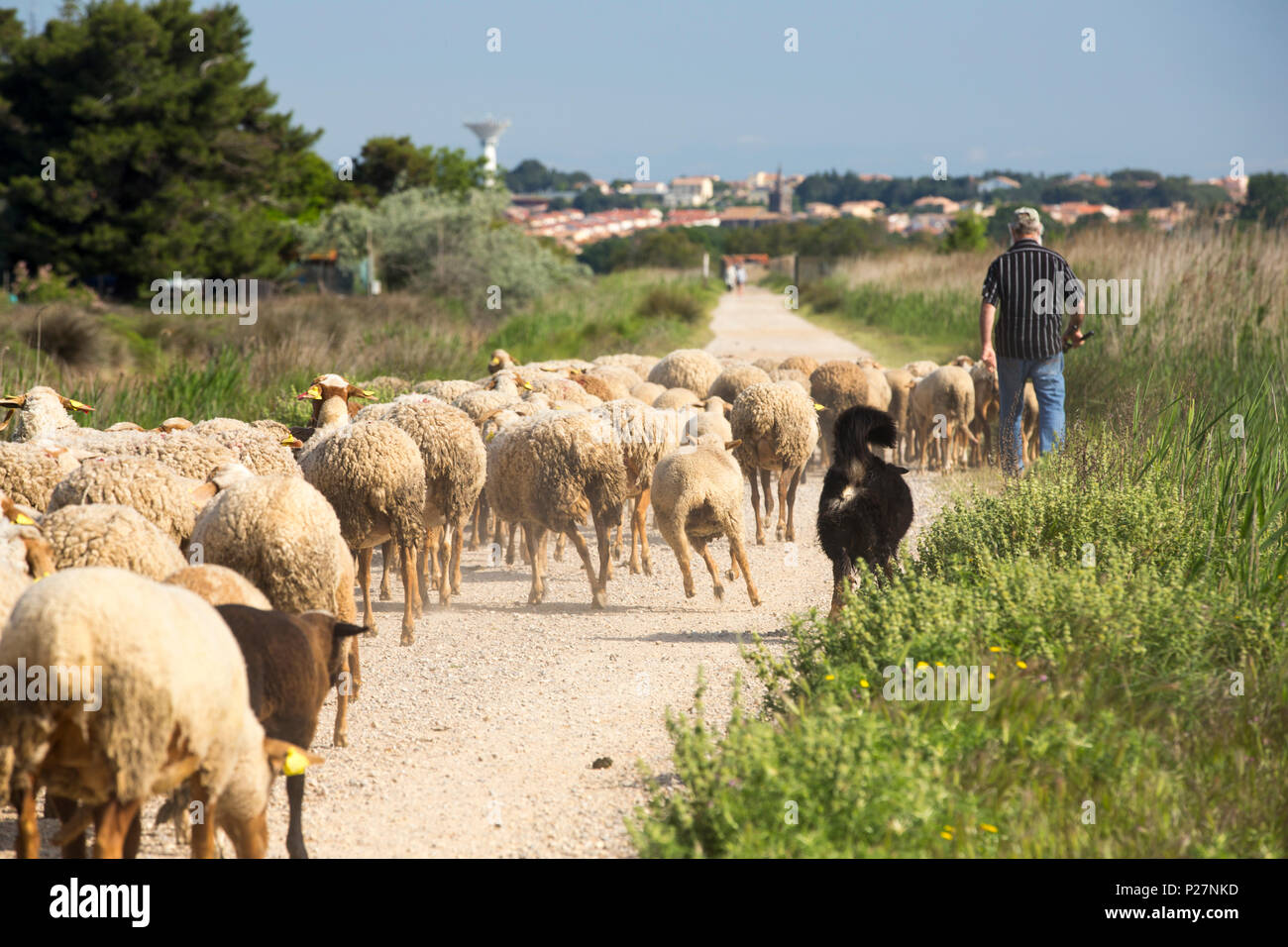A shepherd driving sheep on saltmarsh near Narbonne, Languedoc, France. Stock Photo