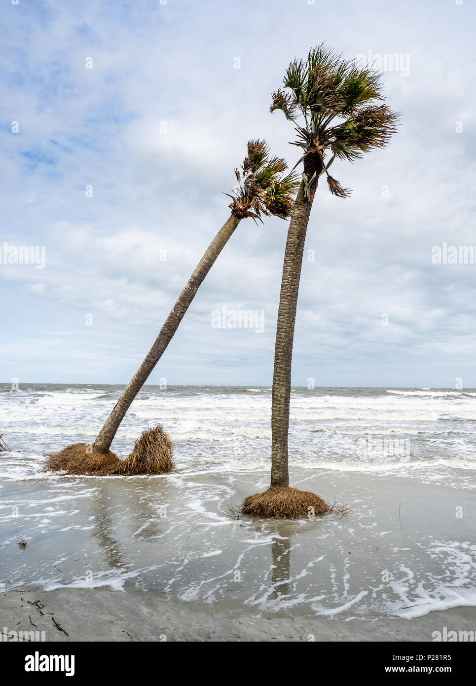 Palm Trees Storm High Resolution Stock Photography and Images - Alamy