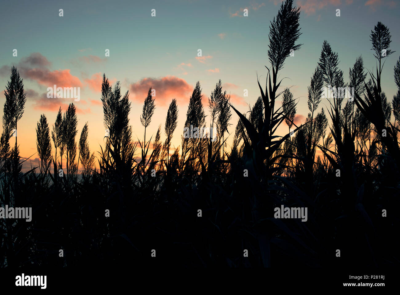 Silhouettes of reed and epic sunset. Punta Ballena, Uruguay. Apr 2018 Stock Photo