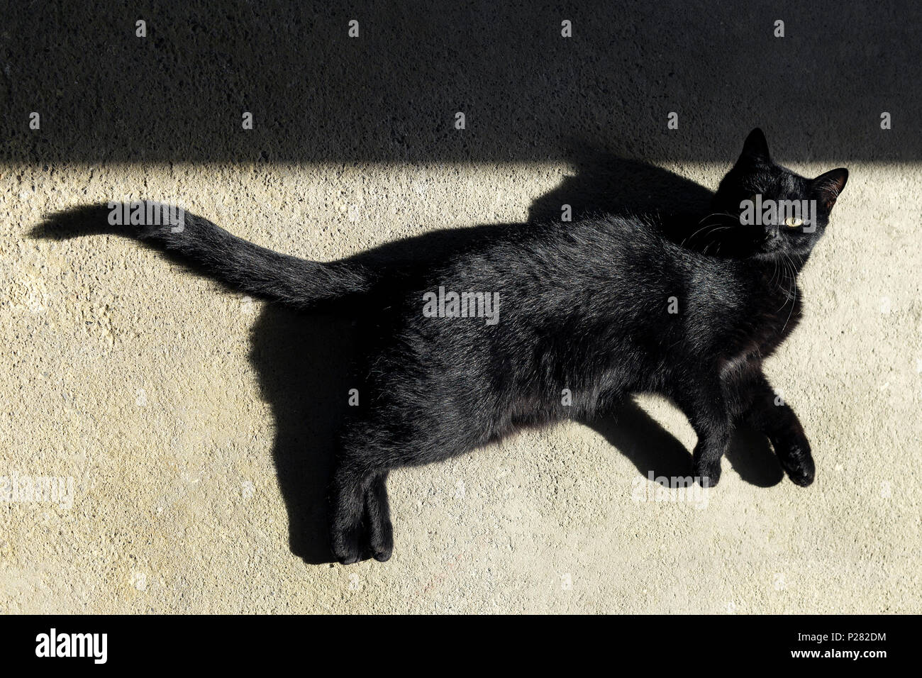 Black cat sun bathing on a floor with shadows Stock Photo