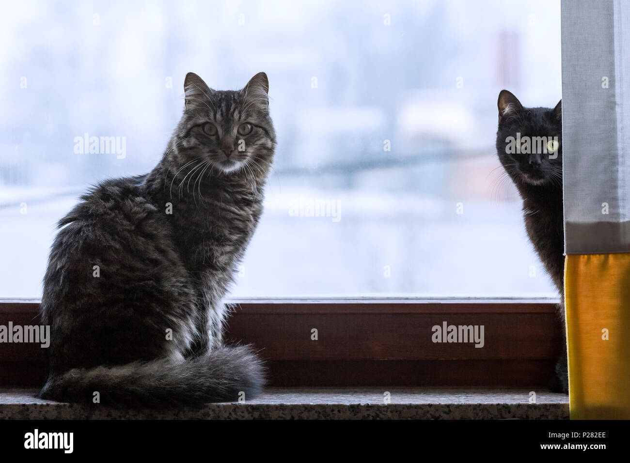 Two cats sitting on a window Stock Photo