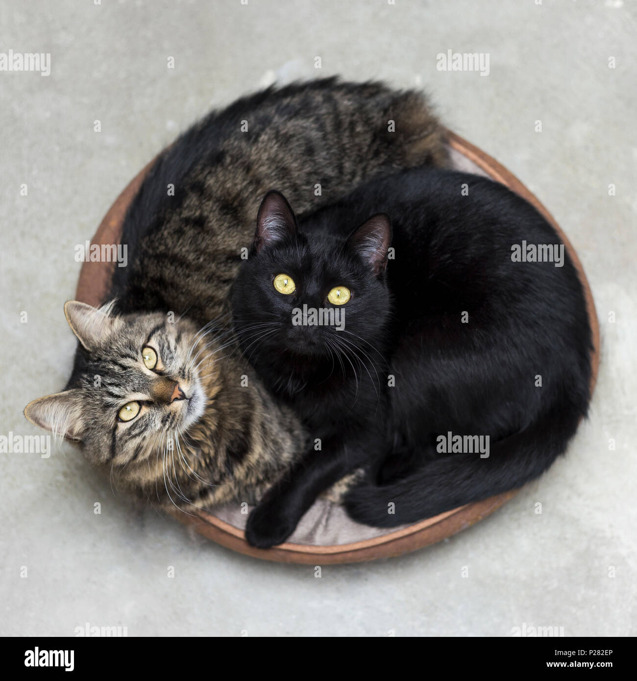 Two cats hugging hires stock photography and images Alamy