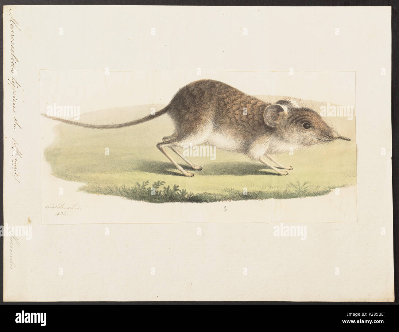 Typicus hi-res stock photography and images - Alamy