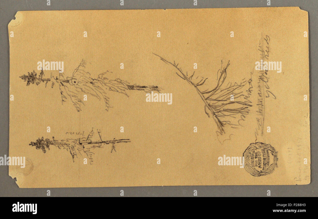. English: Drawing, Evergreens . before 1917 (acquired date) 104 ...