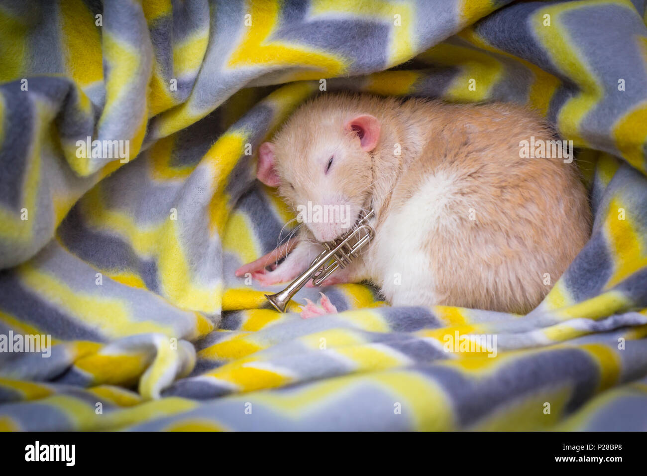Fancy fawn colored dumbo eared pet rat sleeping with his trumpet Stock