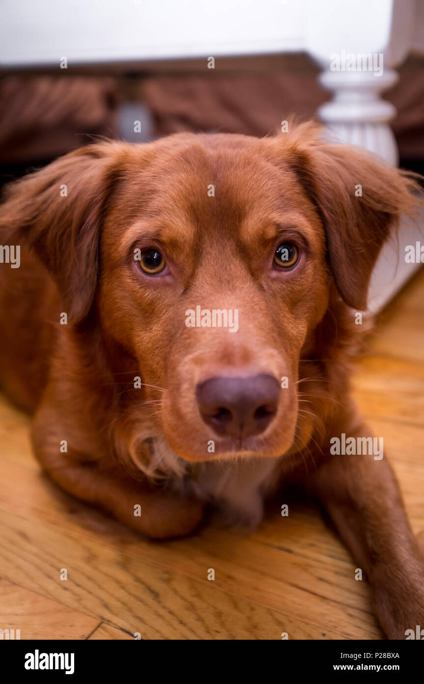 golden retriever mutt