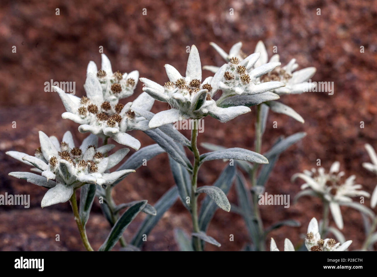 Edelweiss, Leontopodium nivale alpine Rockery garden Stock Photo