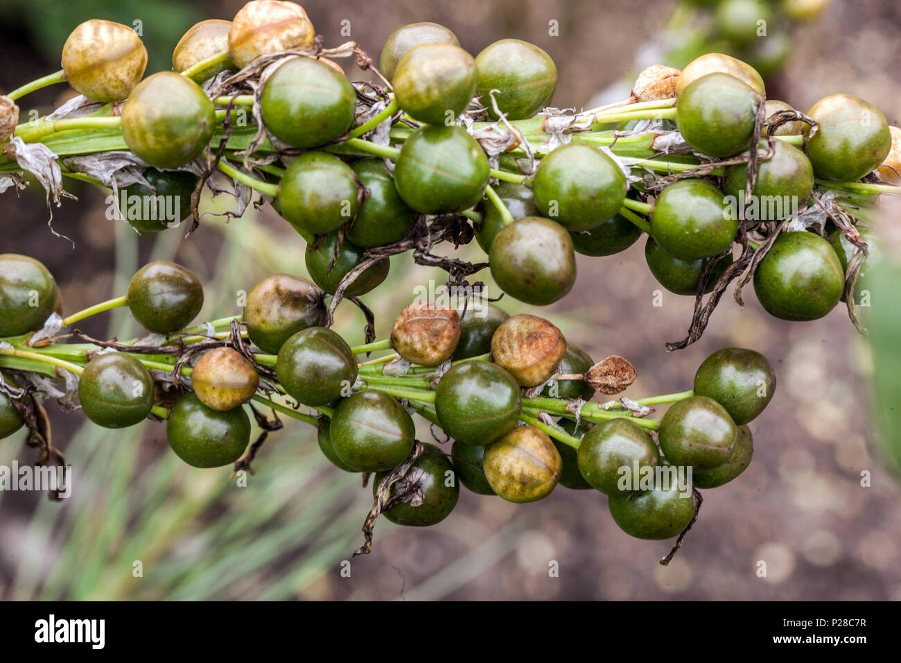 Seedheads, Asphodeline lutea, gone to seed, fruits Stock Photo